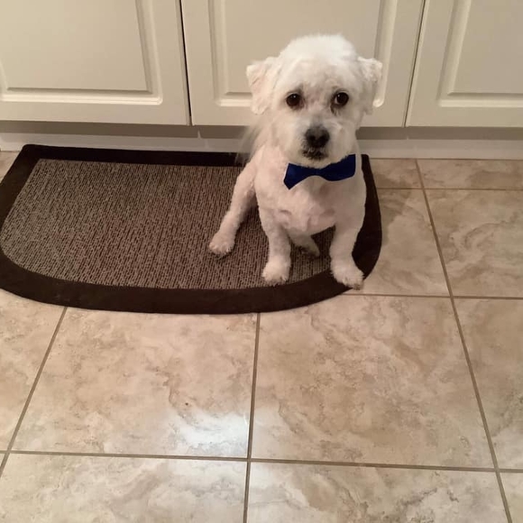 Meet your Posher, Diane - Picture 1 of 1